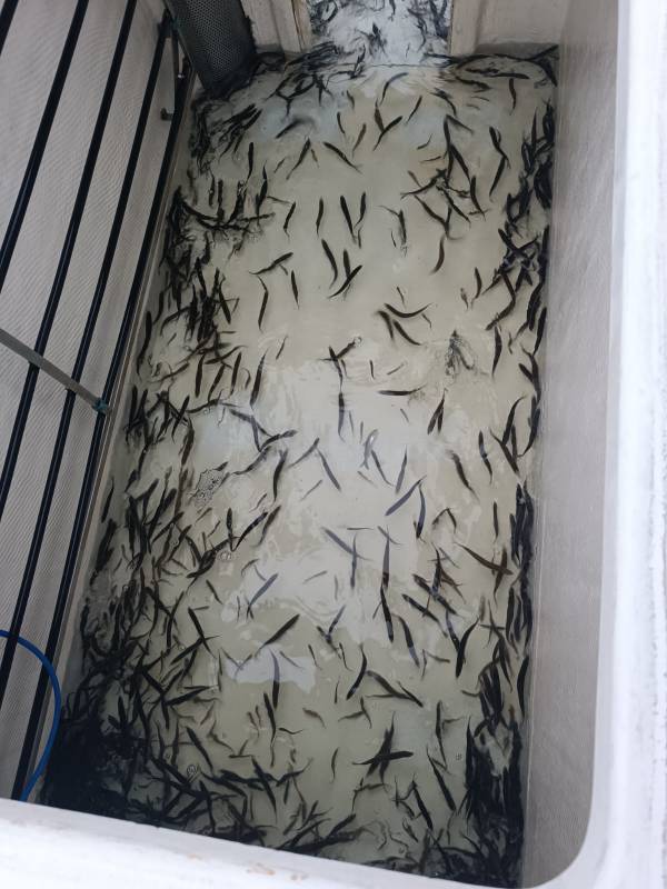 3 сиг в контейнере